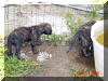 Great Dane Puppies , Great Danes for Sale , Great Dane Breeders